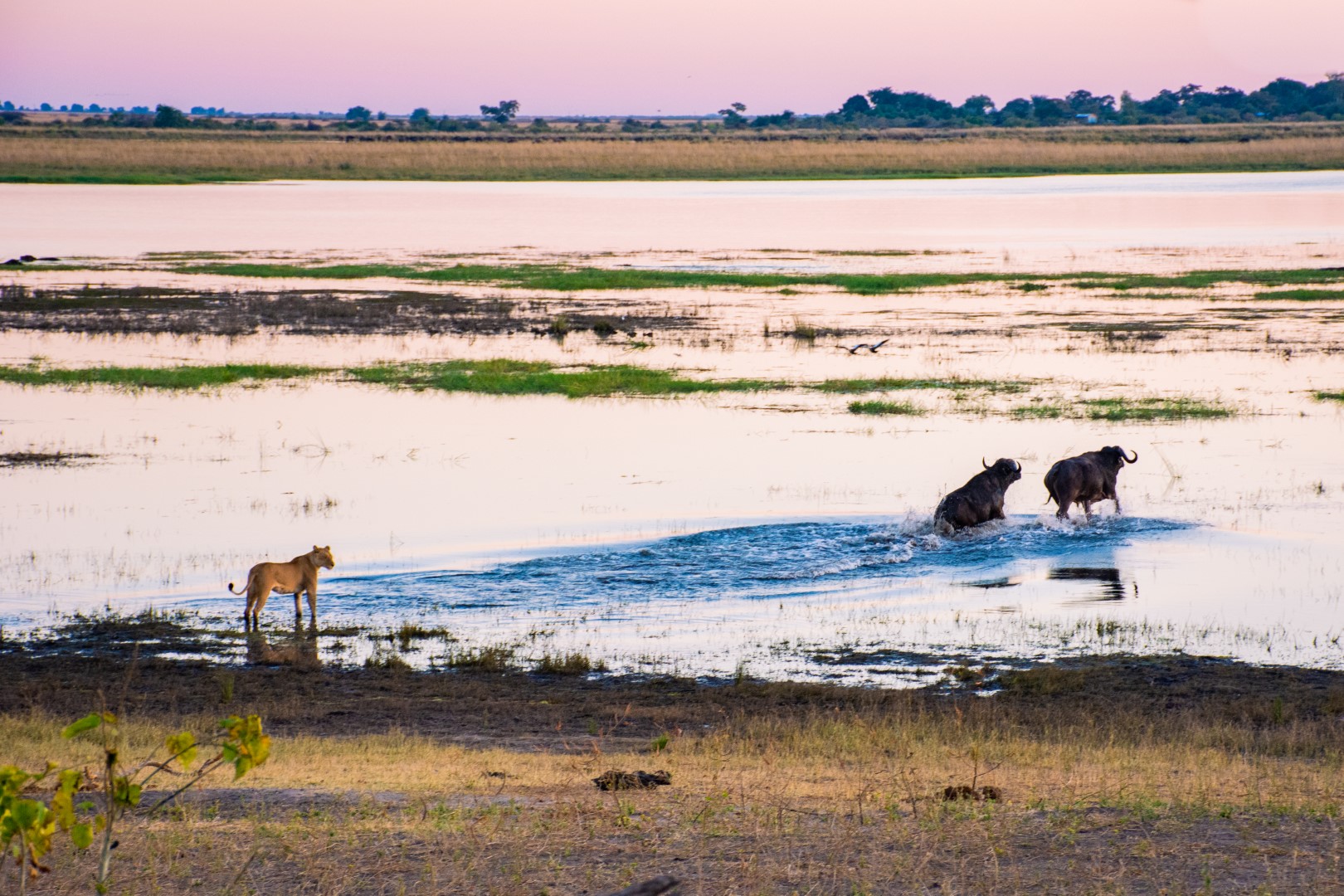 Chobe Safari Lodge - Image 19